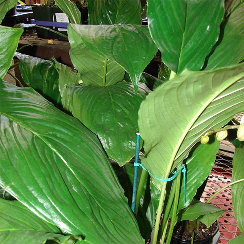 Tacca chantrieri - Fleur Chauve-souris (Foliage)
