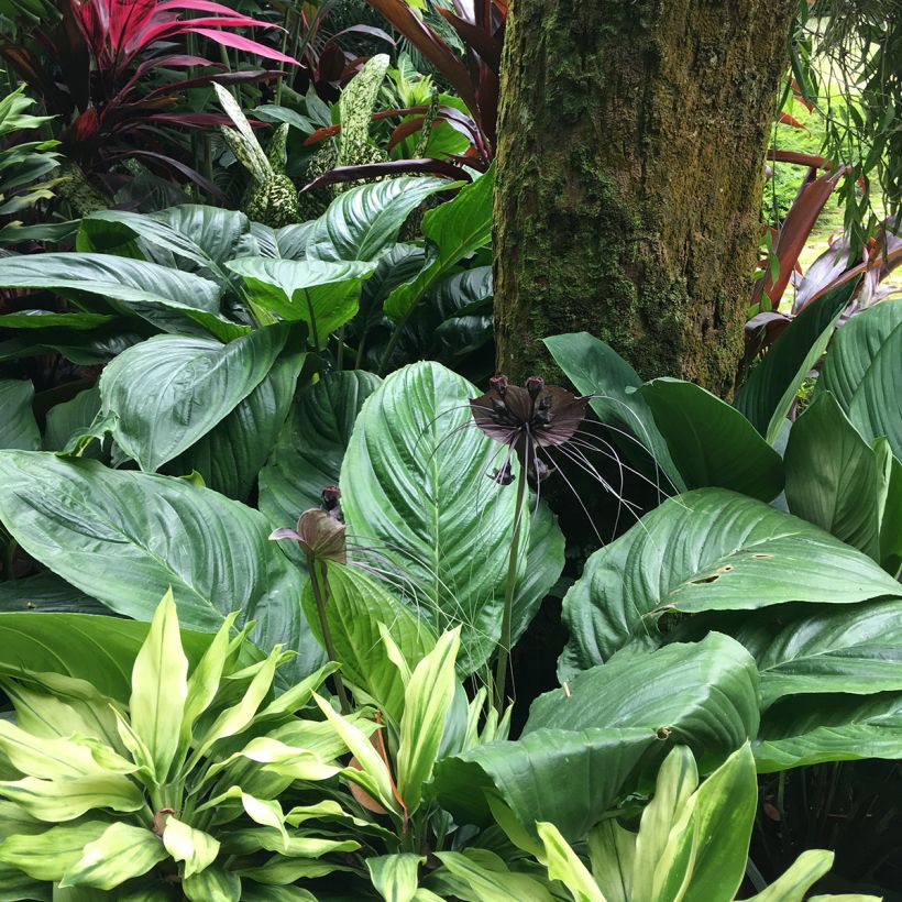 Tacca chantrieri - Fleur Chauve-souris (Plant habit)