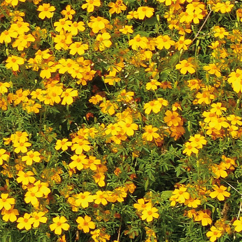 Tagetes Gold Medal - Oeillet d'Inde stérile (Flowering)