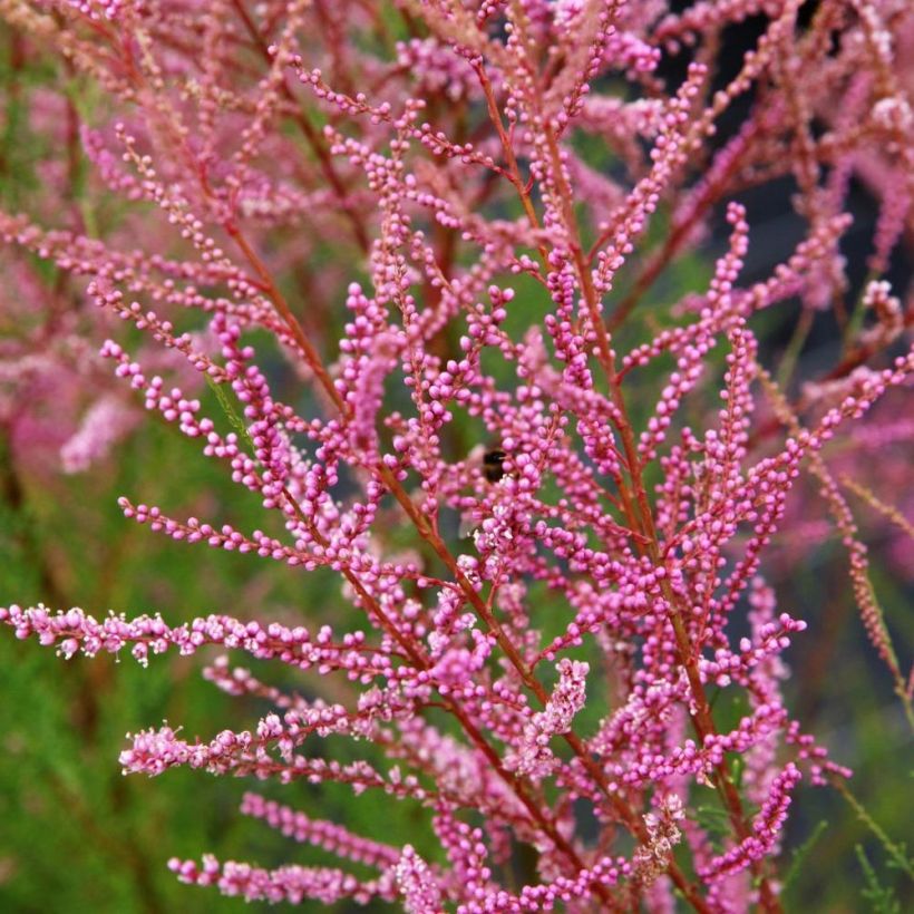 Tamaris ramosissima Rubra - Tamaris d'été (Flowering)