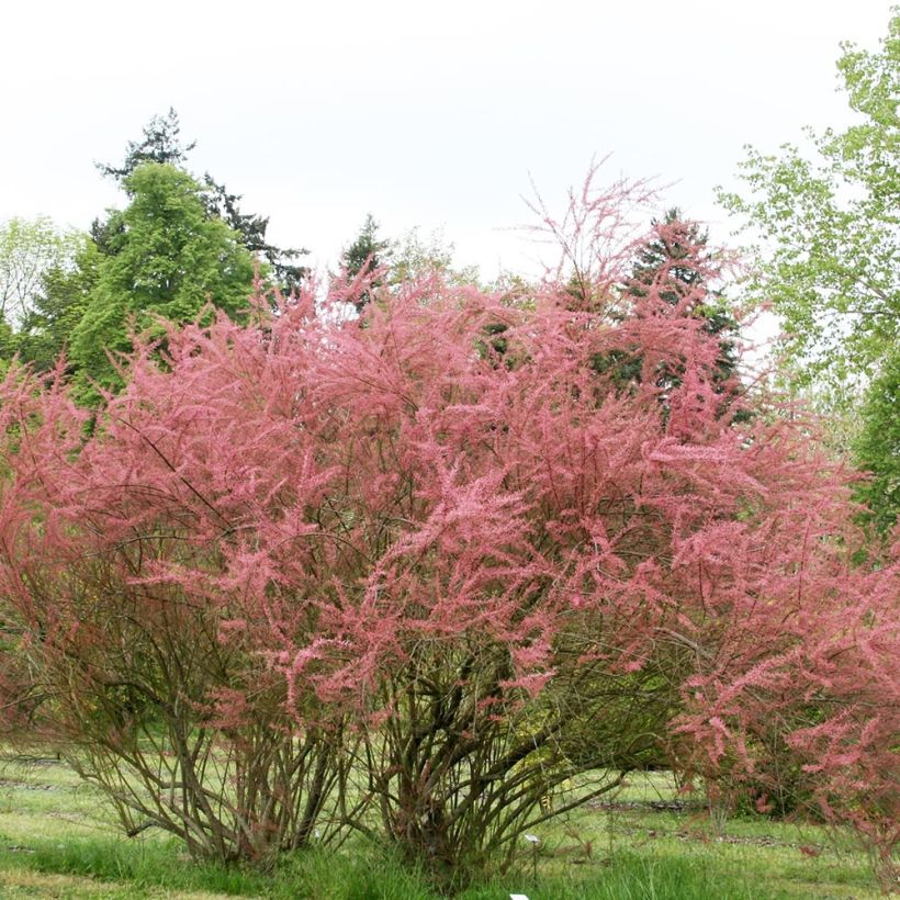 Tamaris ramosissima Rubra - Tamaris d'été (Plant habit)