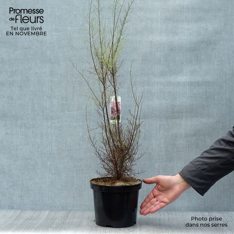 Example of Tamarix parviflora - Tamaris de printemps Pot de 3L/4L as you get in automne