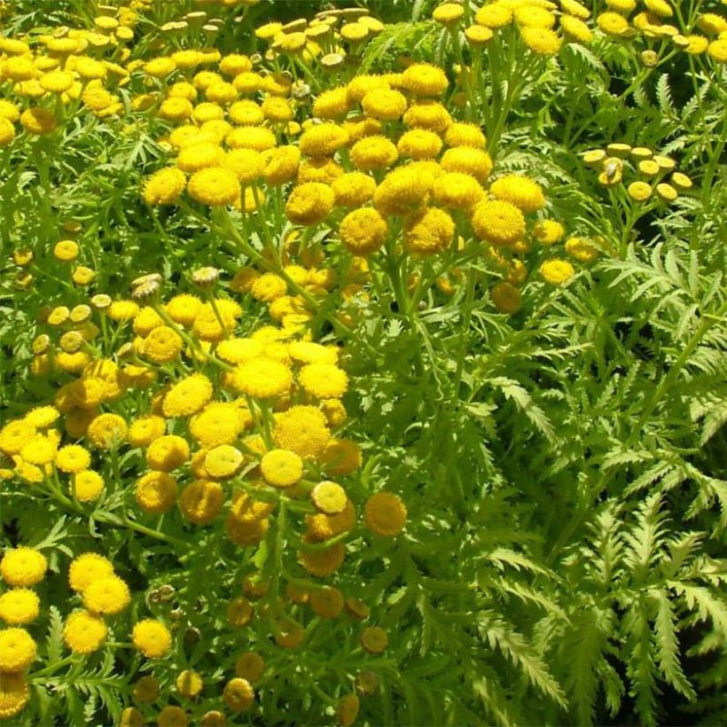 Tanacetum vulgare Isla Gold - Tanaisie dorée (Foliage)