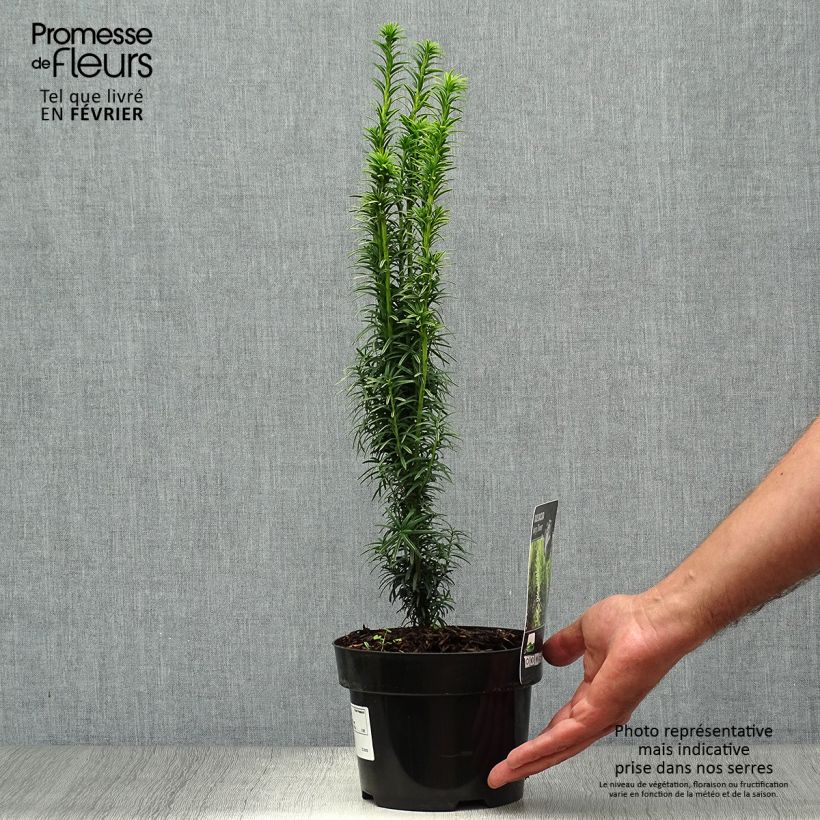 Example of Taxus baccata Ivory Tower - If colonnaire panaché Pot de 2L/3L as you get in automne