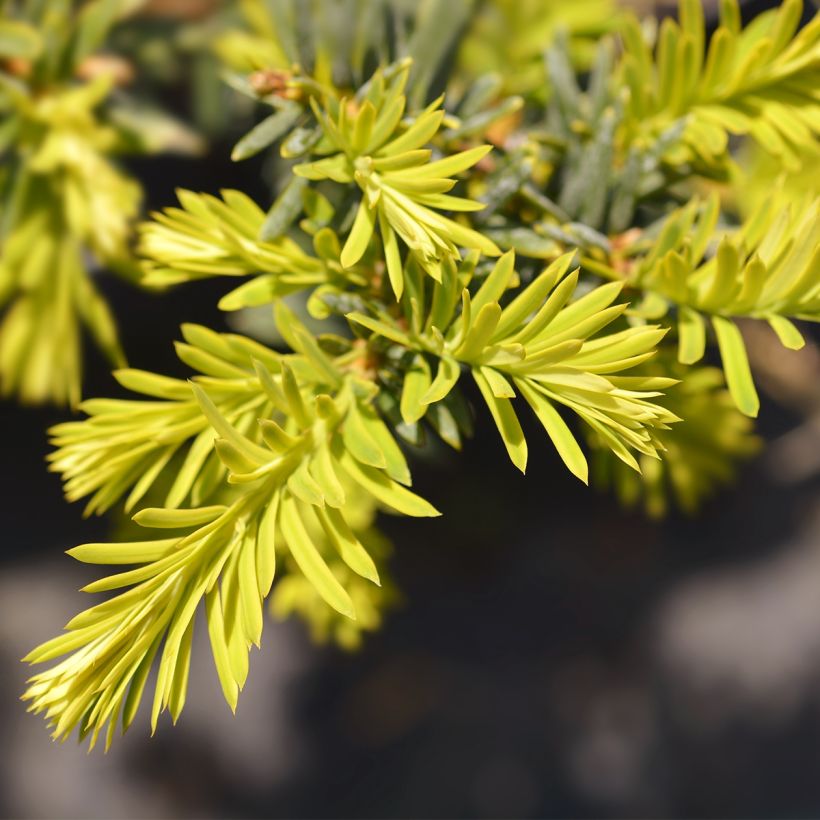 If commun - Taxus baccata Kupfergold (Foliage)