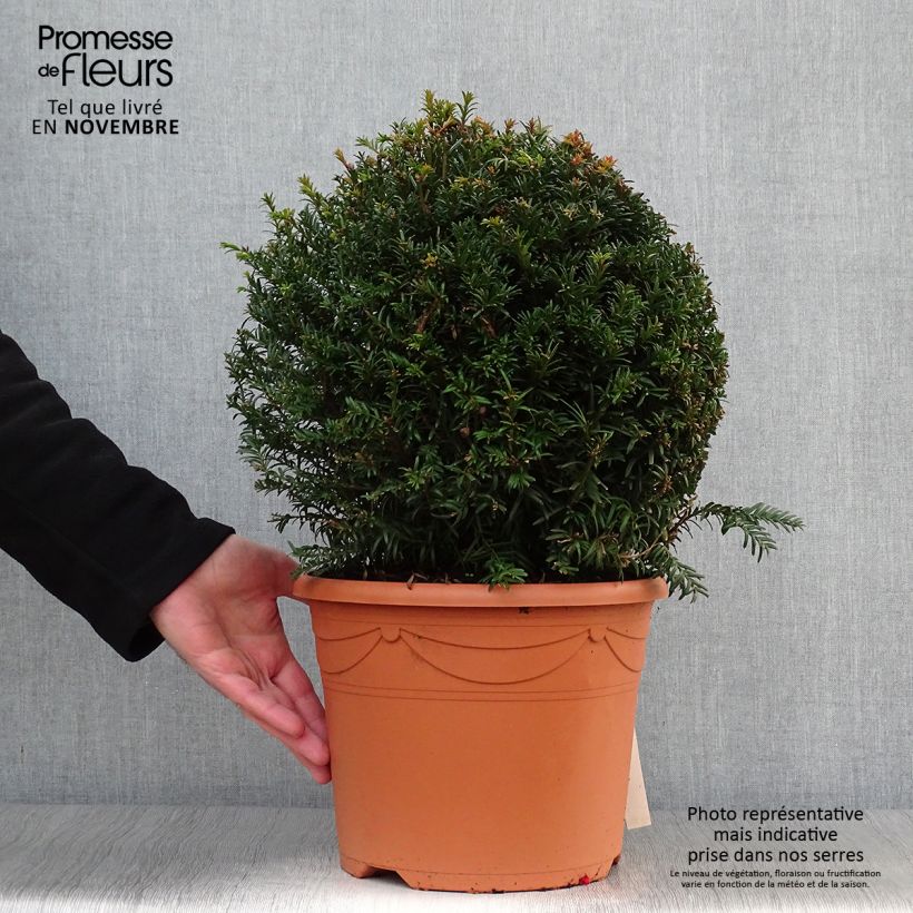 Example of Taxus baccata formé en boule - Topiaire d'if Pot de 7,5L/10L, Boule as you get in automne
