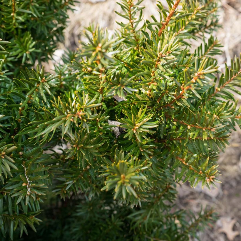 Taxus media Densiformis - If hybride (Foliage)