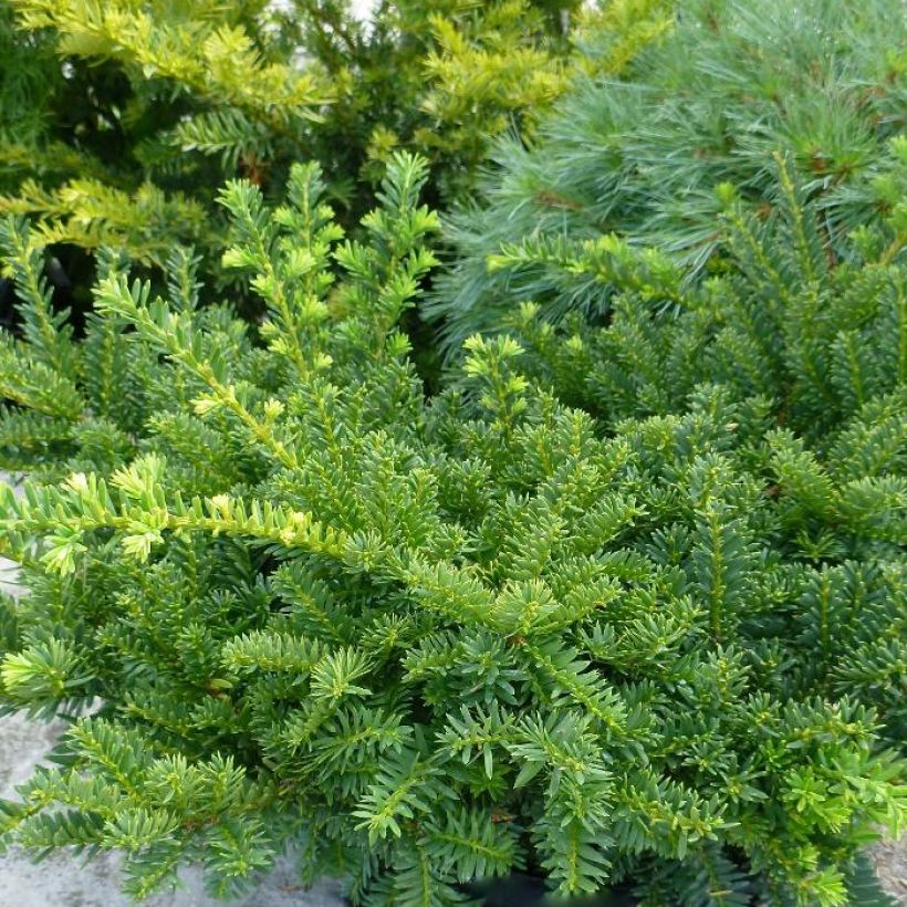 Taxus media Emerald Spreader - If hybride (Plant habit)
