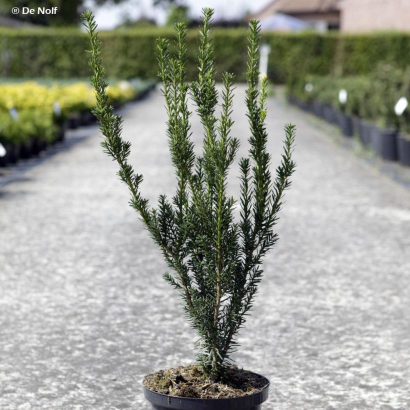 Taxus media Hillii - If hybride (Plant habit)