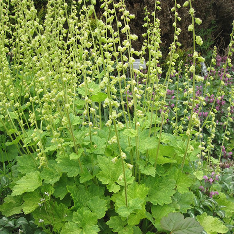 Tellima grandiflora - Tellime à grande fleur (Plant habit)