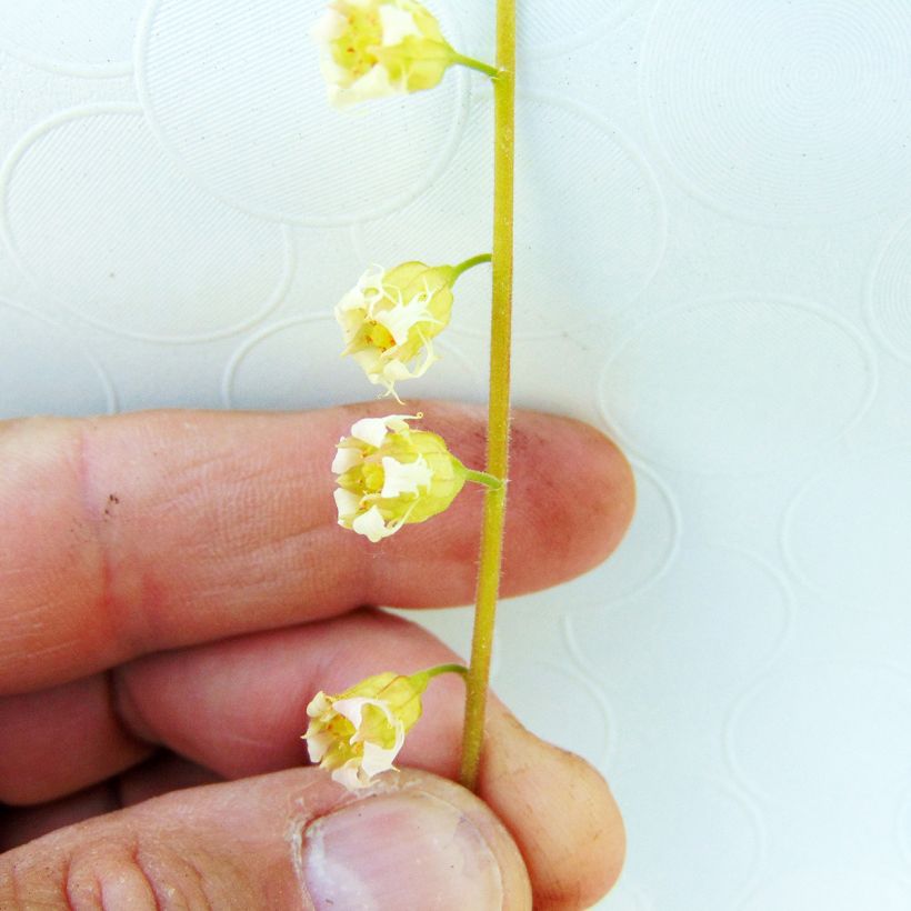 Tellima grandiflora Rubra - Tellime à grande fleur (Flowering)