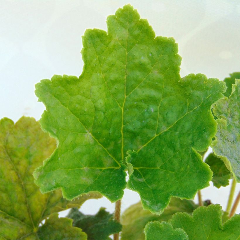 Tellima grandiflora - Tellime à grande fleur (Foliage)