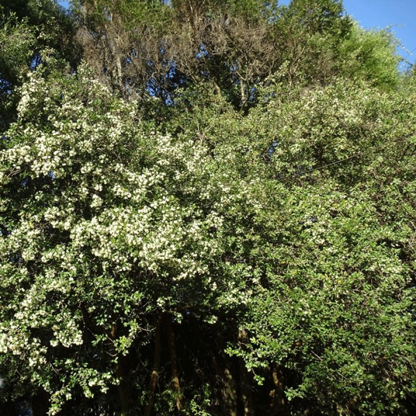 Temu divaricatum Heaven Scent - Blepharrocalix cruckshanksii (Plant habit)
