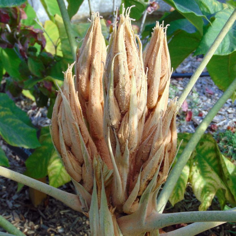 Tetrapanax papyrifer Rex - Plante à papier de riz (Flowering)