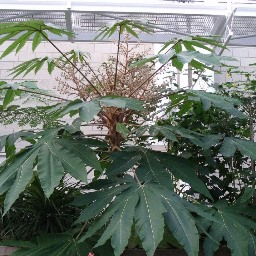 Tetrapanax papyrifer Rex - Plante à papier de riz (Foliage)