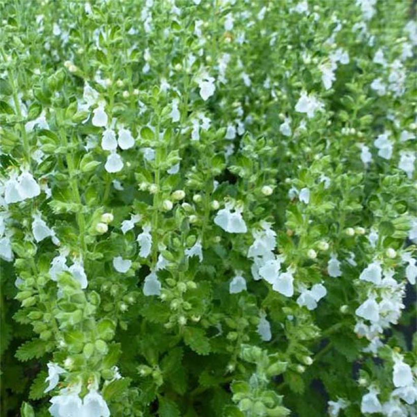 Teucrium chamaedrys Alba - Germandrée Petit-chêne (Flowering)