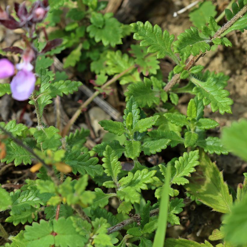 Teucrium chamaedrys (wild form) - Germandrée petit-chêne (Foliage)