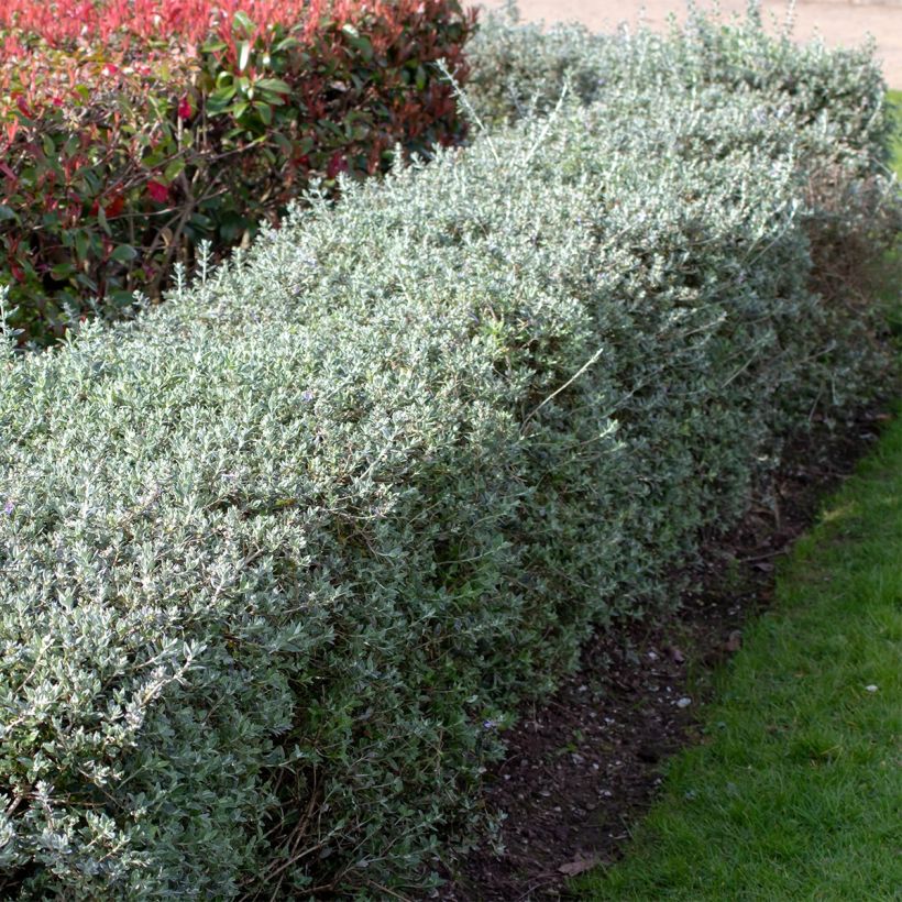 Germandrée arbustive - Teucrium fruticans (Plant habit)