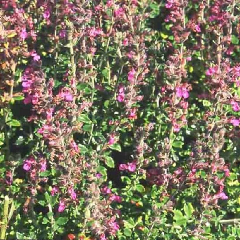 Teucrium lucidrys - Germandrée hybride (Flowering)