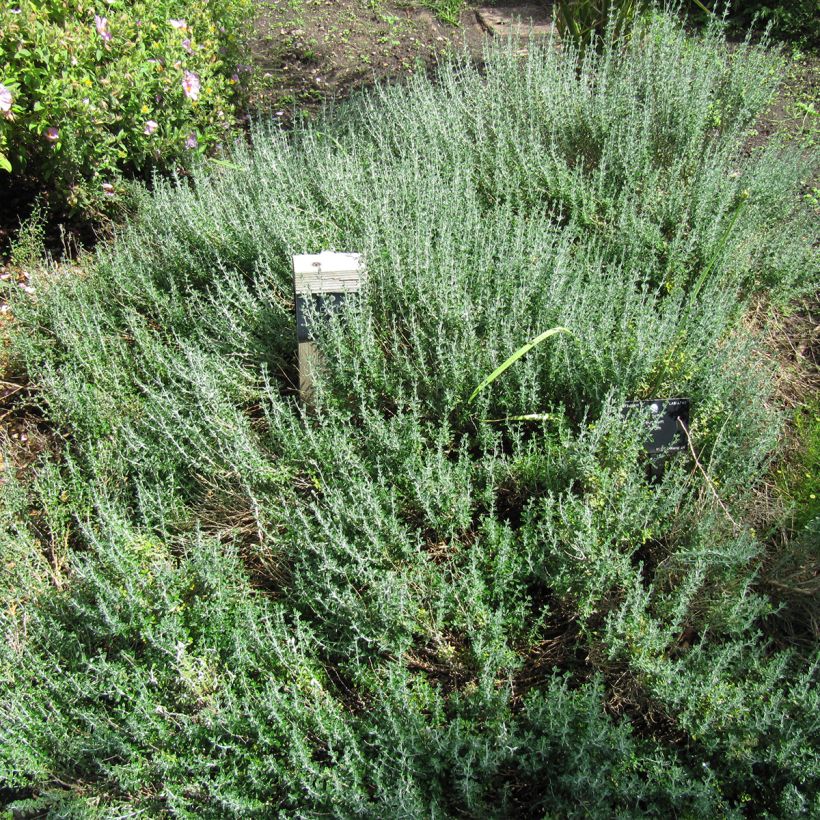 Teucrium marum - Germandrée maritime (Plant habit)