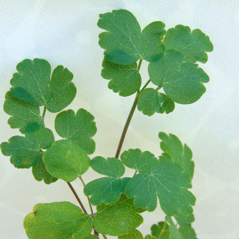 Thalictrum flavum glaucum - Pigamon (Foliage)
