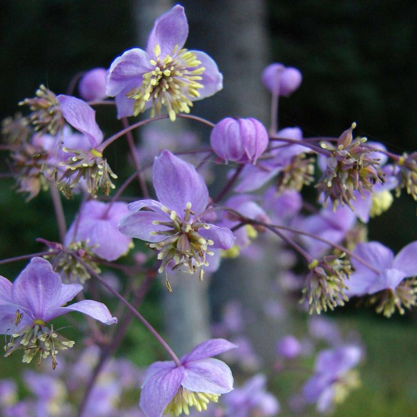 Thalictrum rochebrunianum - Pigamon (Flowering)