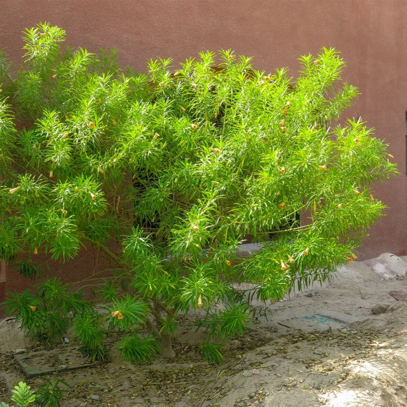 Thevetia peruviana - Thévétia du Pérou ou Laurier jaune (Plant habit)