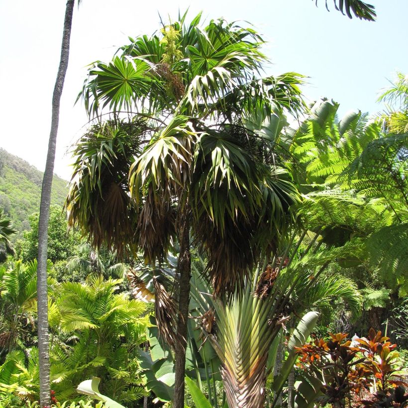 Thrinax parviflora - Palmier de la Jamaïque (Plant habit)
