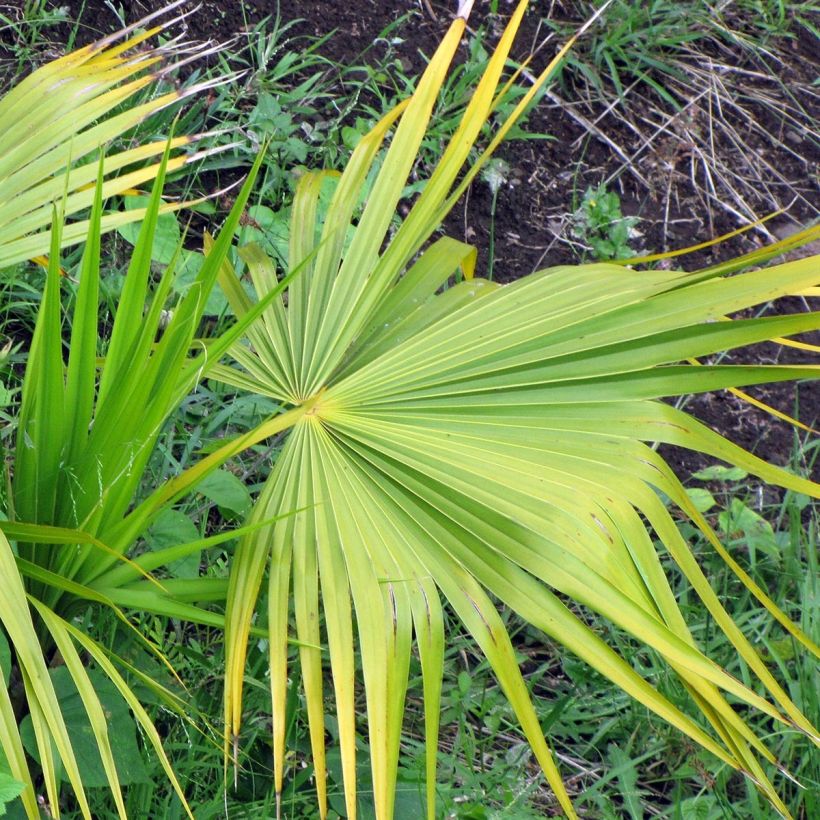 Thrinax radiata - Palmier balai de Floride (Foliage)