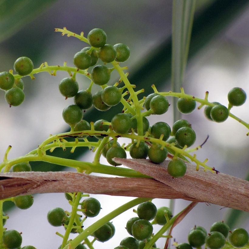 Thrinax radiata - Palmier balai de Floride (Harvest)