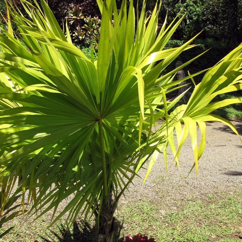 Thrinax radiata - Palmier balai de Floride (Plant habit)