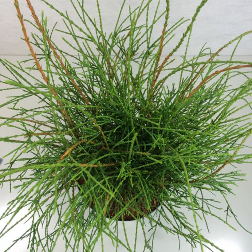 Thuya du Canada - Thuja occidentalis Filiformis                    (Foliage)