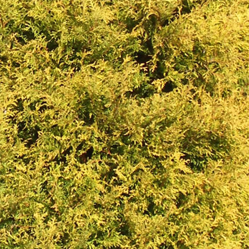 Thuya du Canada - Thuja occidentalis Rheingold                   (Foliage)