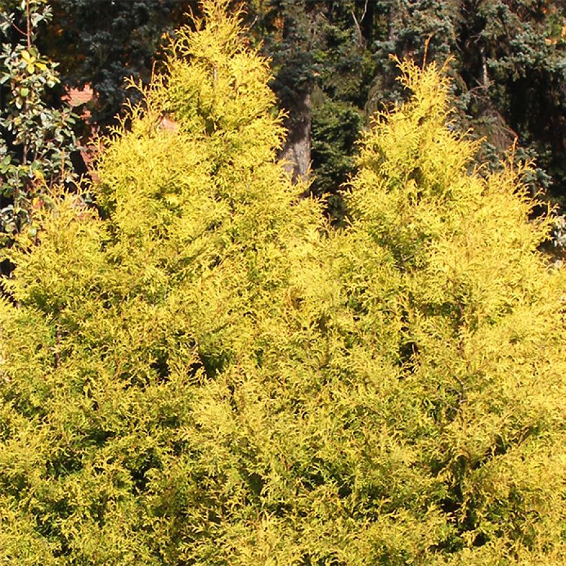 Thuya du Canada - Thuja occidentalis Rheingold                   (Plant habit)