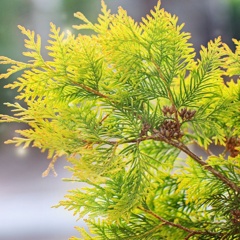 Thuya du Canada - Thuja occidentalis Salland (Foliage)