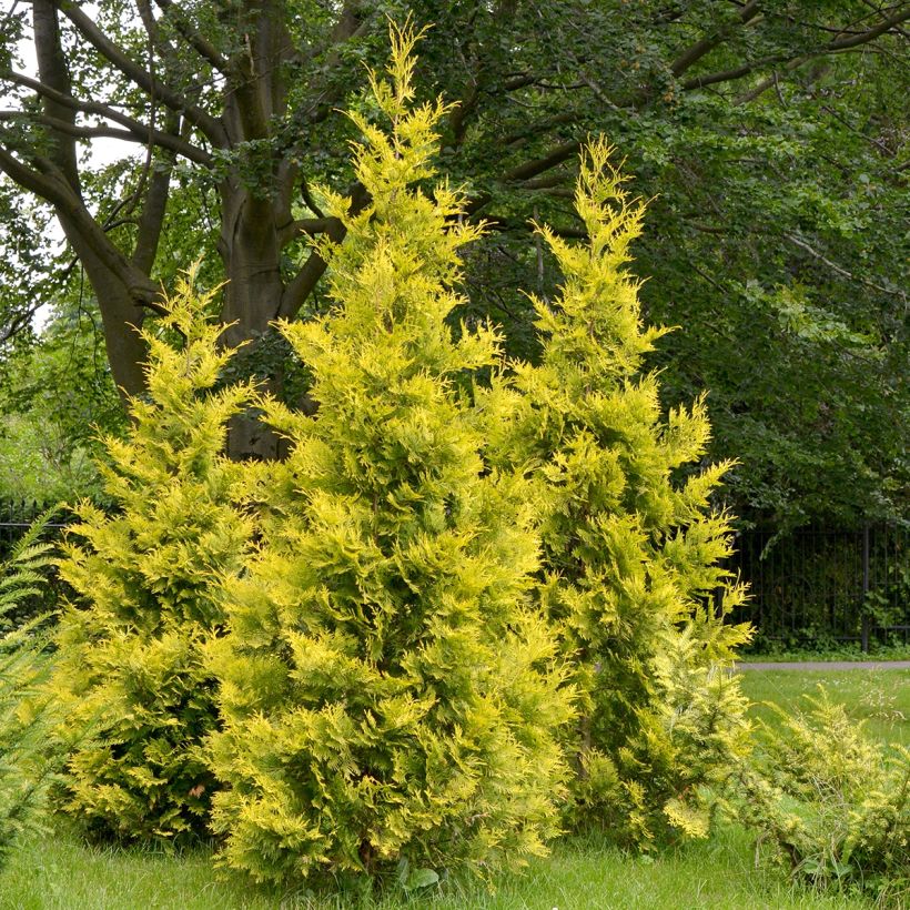 Thuya du Canada - Thuja occidentalis Salland (Plant habit)