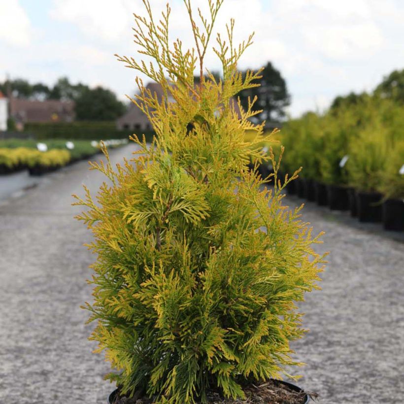 Thuya du Canada - Thuja occidentalis Yellow Ribbon. (Plant habit)