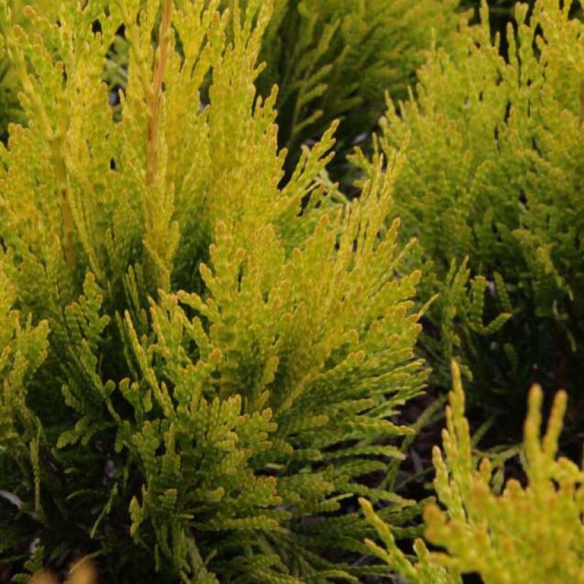 Thuya géant - Thuja plicata 4 Ever Goldy (Foliage)