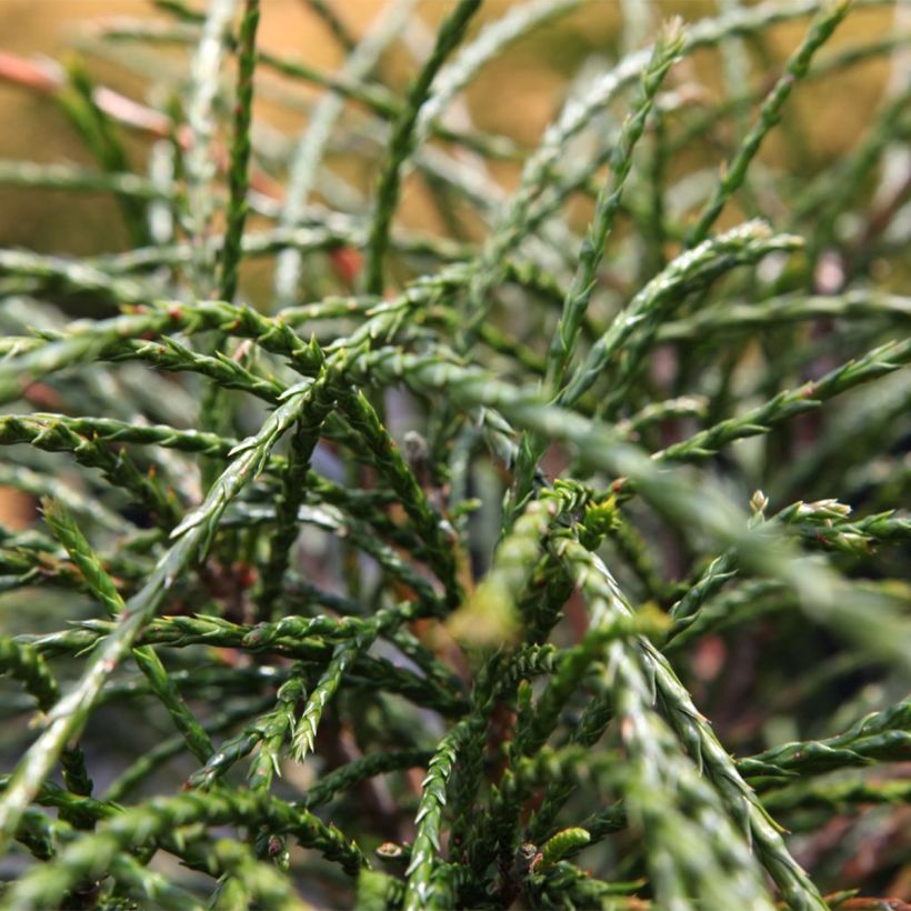 Thuya géant - Thuja plicata Whipcord (Foliage)