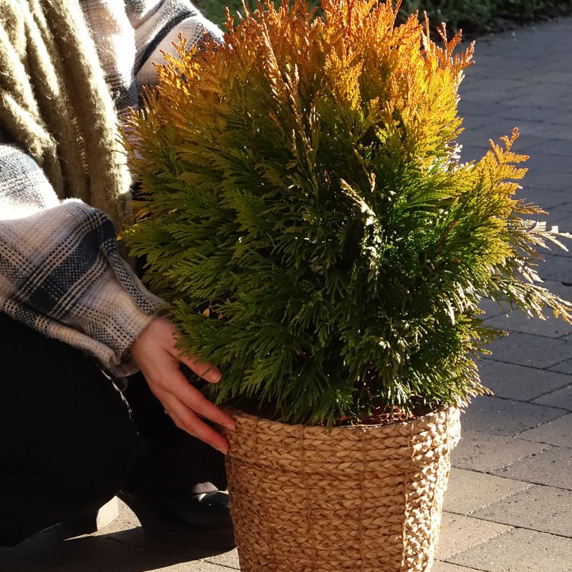 Thuya géant - Thuja plicata 4 Ever Goldy (Plant habit)