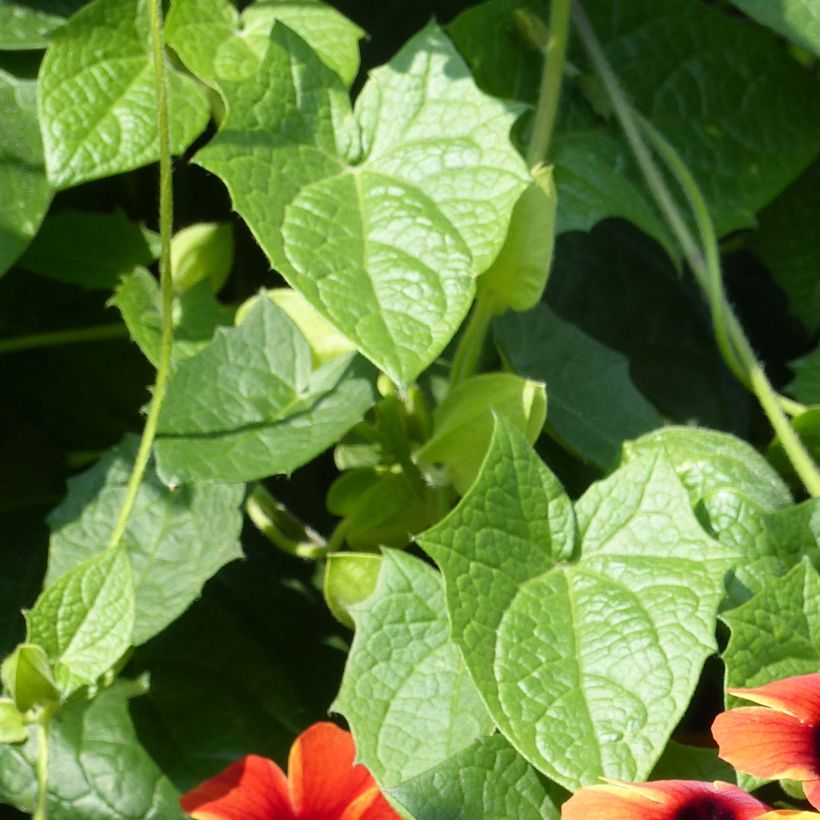 Suzanne-aux-yeux-noirs - Thunbergia Tangerine Slice (Foliage)