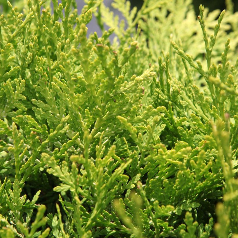 Thuja occidentalis Danica Aurea - Thuya du Canada (Foliage)