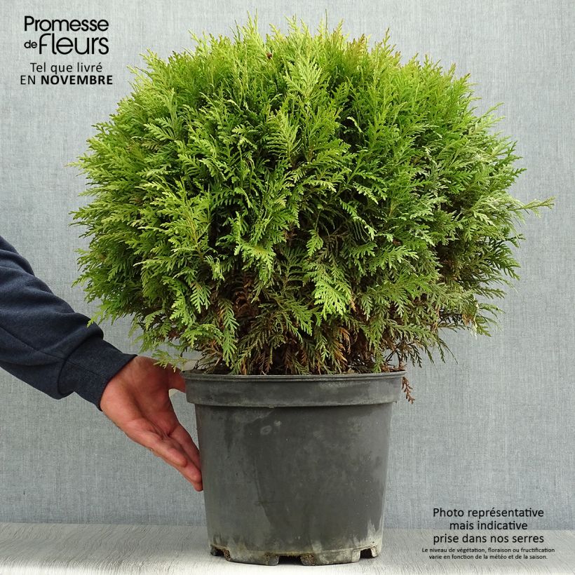 Example of Thuya du Canada - Thuja occidentalis Danica Pot de 7,5L/10L as you get in automne