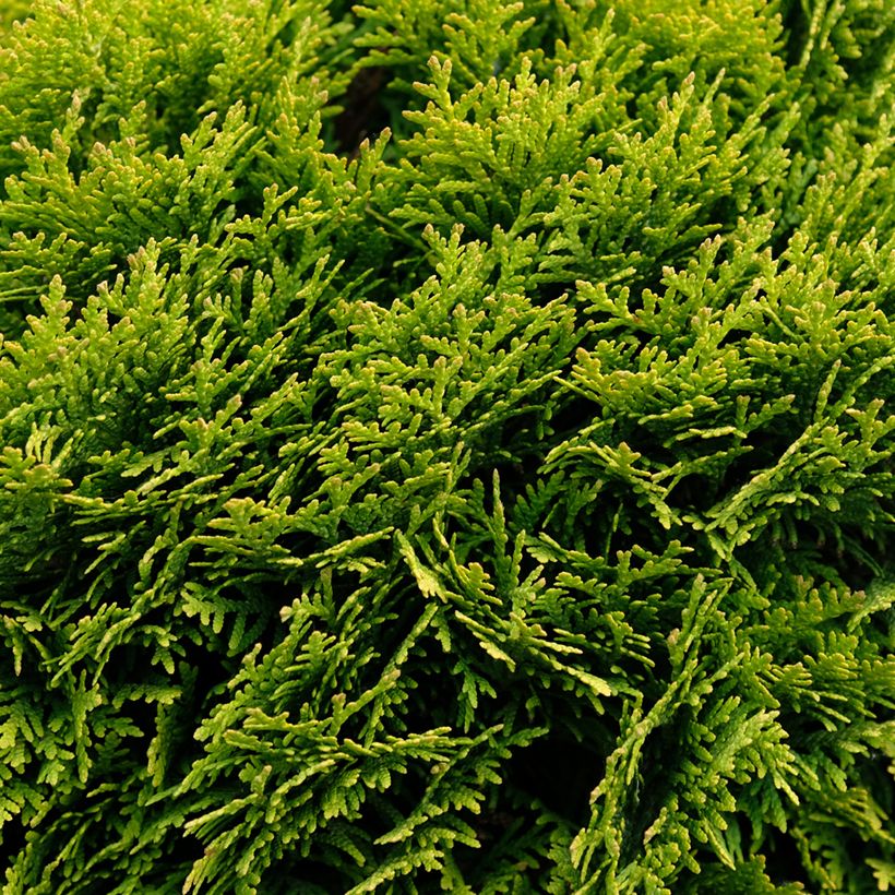 Thuja occidentalis Mirjam - Thuya du Canada (Plant habit)