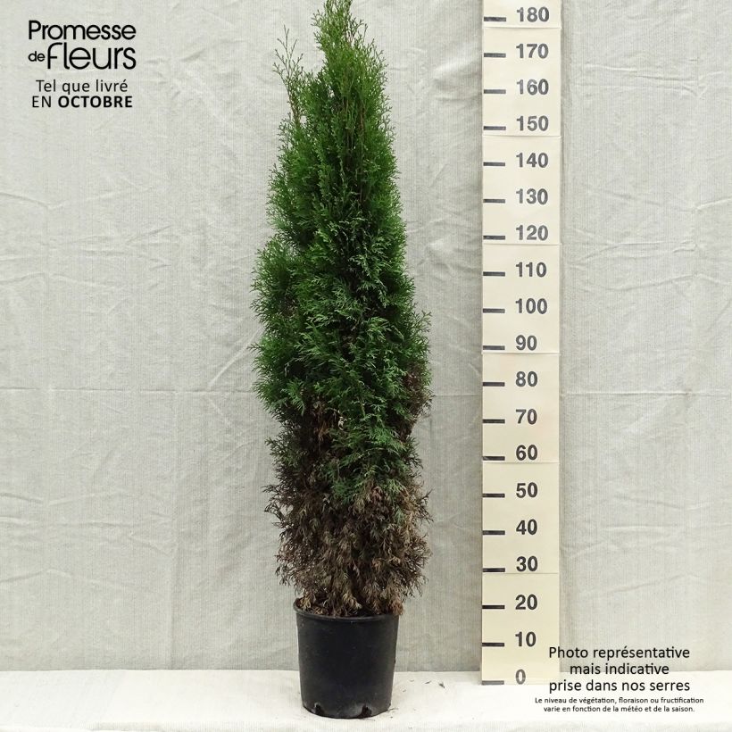 Example of Thuya du Canada - Thuja occidentalis Smaragd Pot de 7,5L/10L as you get in automne