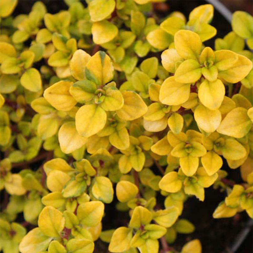 Thym citron Bertram Anderson - Thymus citriodorus (Foliage)