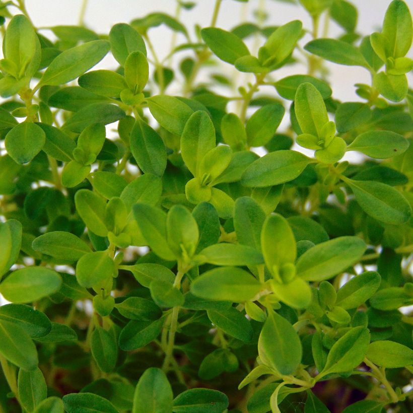 Thym citron doré - Thymus citriodorus Aureus (Foliage)