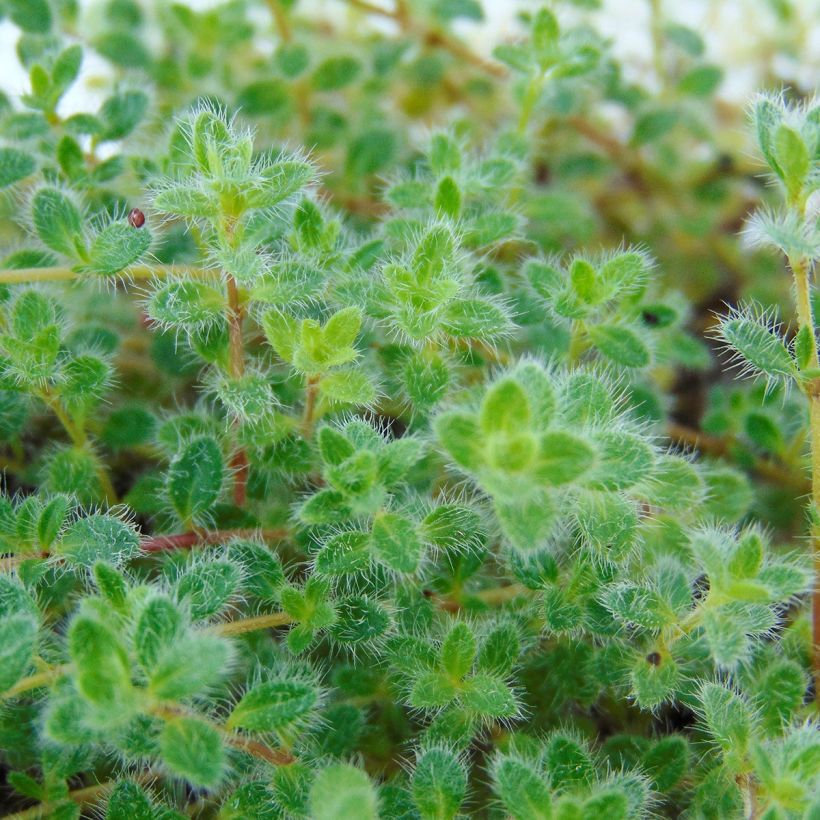 Thym laineux - Thymus pseudolanuginosus (Foliage)