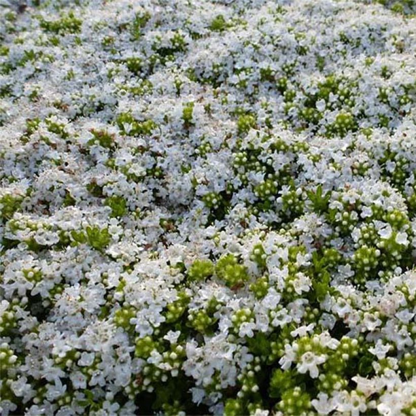 Thym précoce - Thym praecox Albiflorus (Flowering)