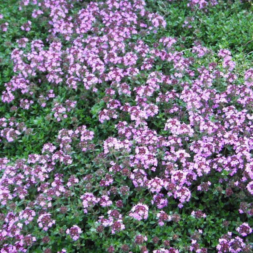 Thym praecox Coccineus - Thym précoce rouge magenta (Flowering)